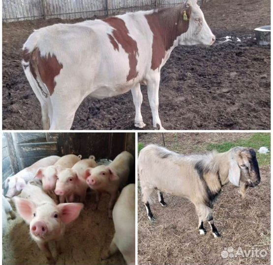 С. Х. Животные