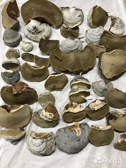 Гриб Трутовик