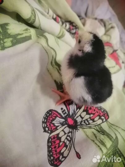 Цыпленок Московская черная