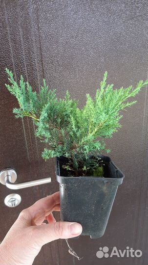 Можжевельник казацкий 2 сорта