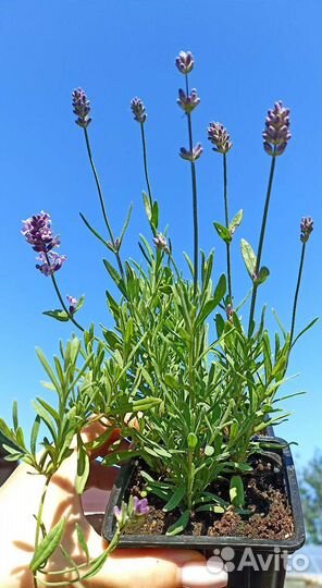Лаванда узколистная (рассада)