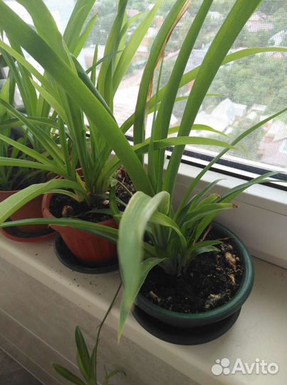 Хлорофитум