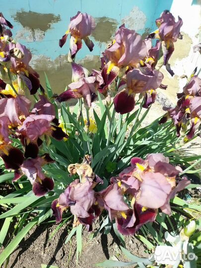 Ирис и другие многолетние цветы