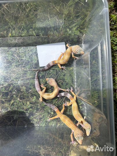 Малыши эублефары