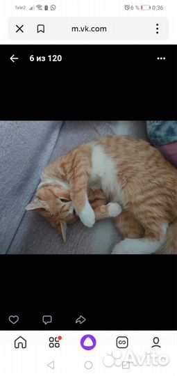 Кошка