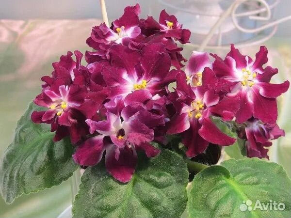 Фиалка детки