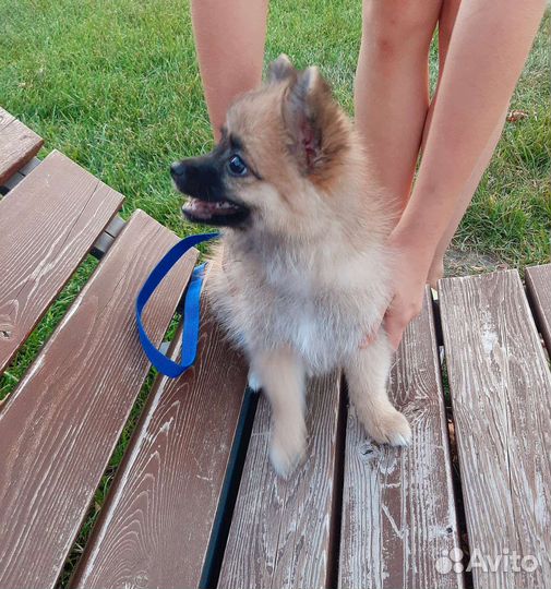 Щенок шпица девочка
