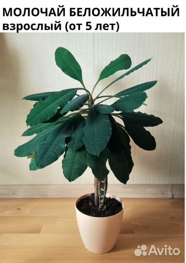 Комнатные растения. Молочай