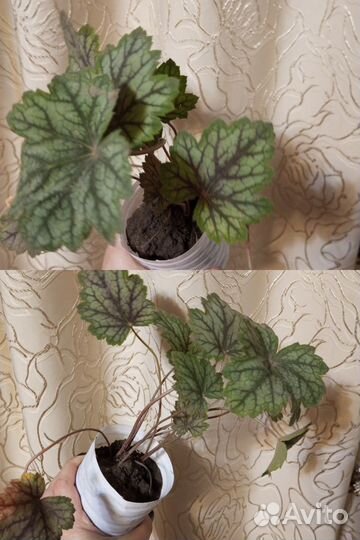 Многолетние садовые растения