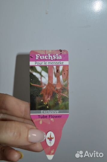 Фуксия pour le menneke