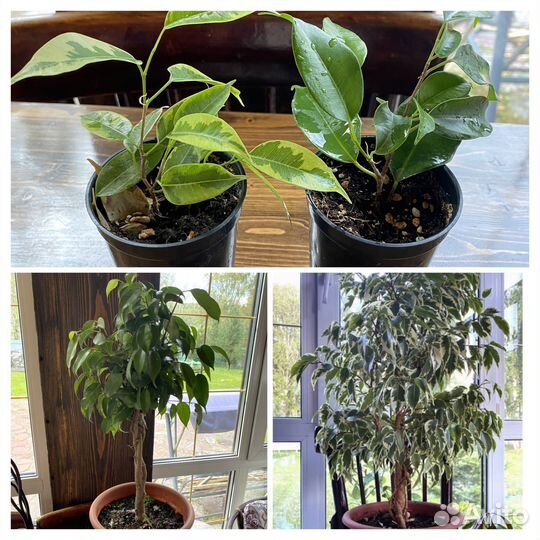 Цветы комнатные