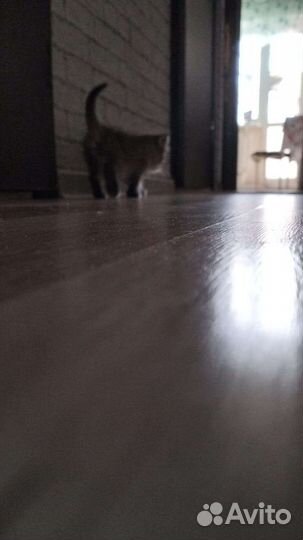 Котенок в дар бесплатно