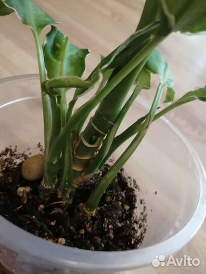 Диффенбахия 