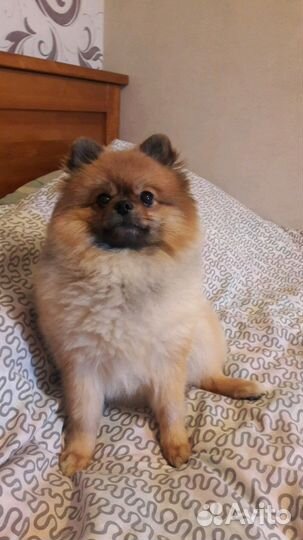 Шпиц(Вязка)