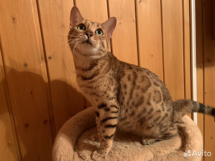 Котята бенгалы