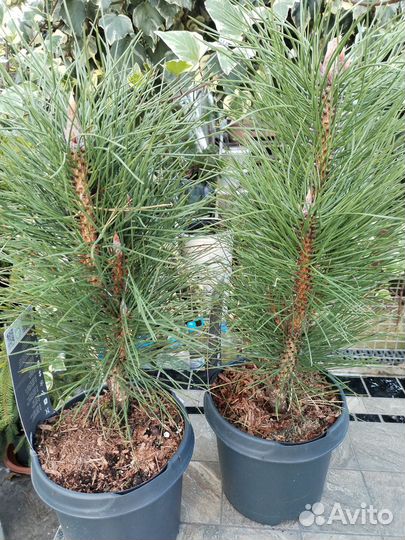 Сосна Грин Тауэр