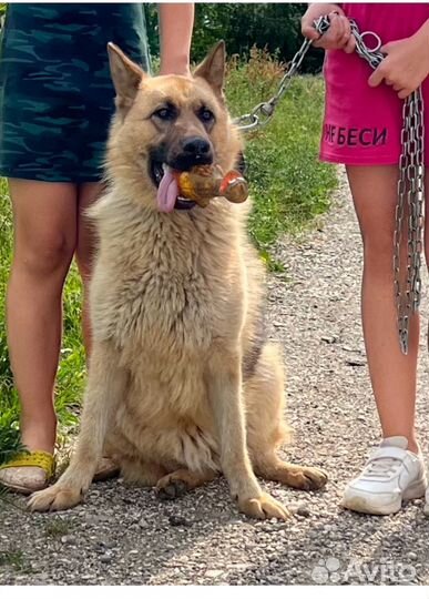 Немецкая овчарка