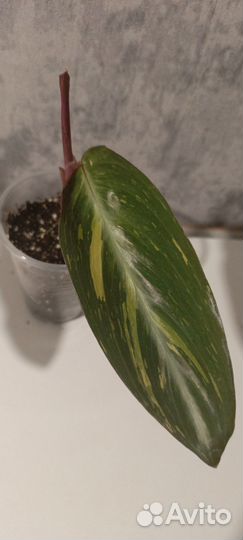 Строманта меджик стар