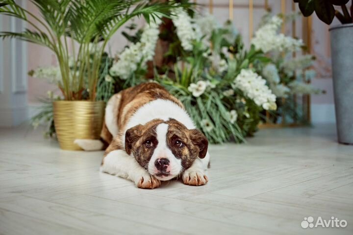 Тигруля (4 мес) ищет дом