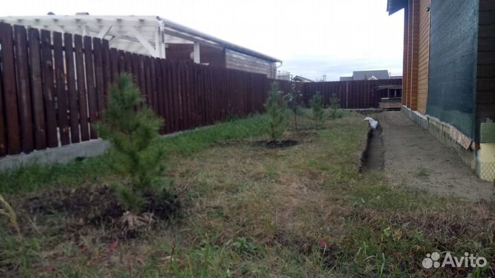 Кедр сибирский