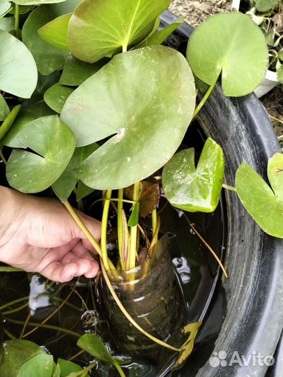 Растения для пруда