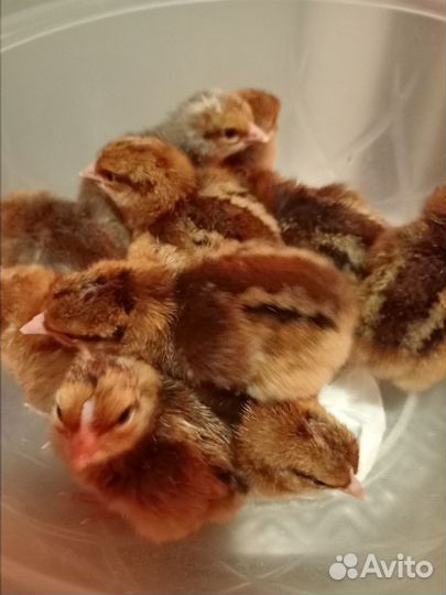 Цыплята Билефельдер Криль