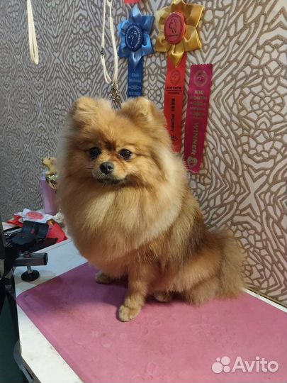 Груминг, стрижка собак,экспресс линька