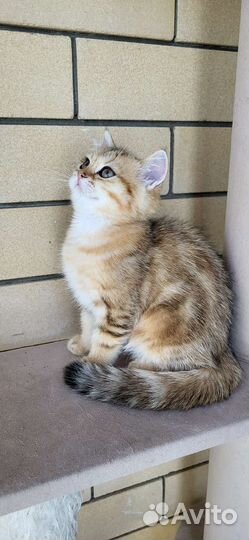 Британцы золотые шиншиллы