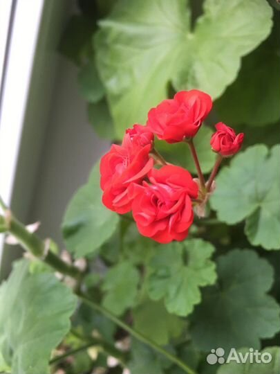 Пеларгония герань