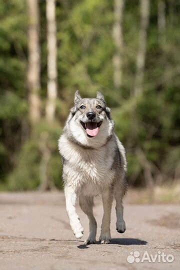 Лайка в дар