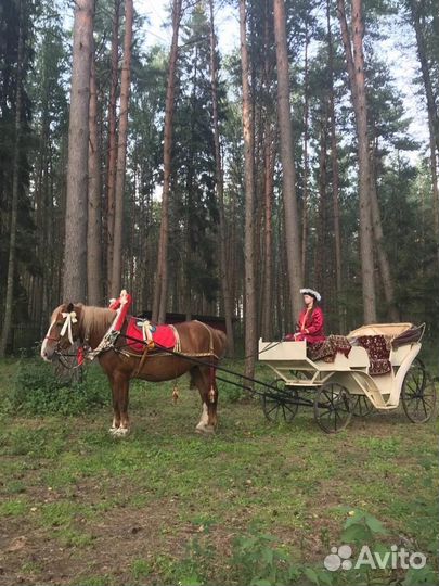 Лошадь и карета на продажу