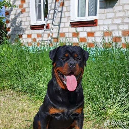 Вязка ротвейлера