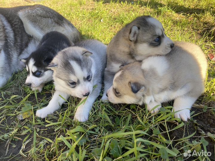 Щенки сибирской хаски
