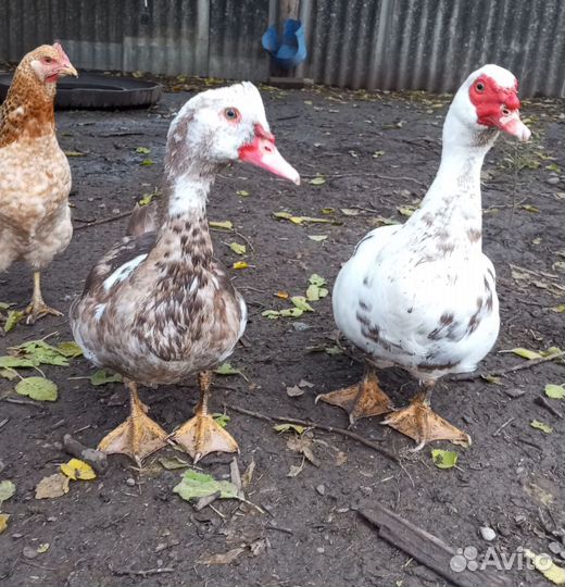 Мускусные утки индоутки индоутята