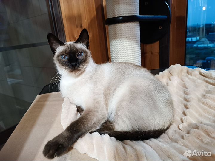 Тайская кошка в добрые руки