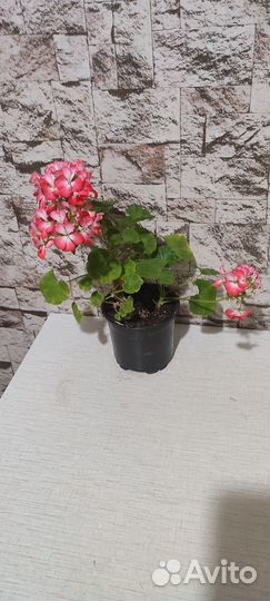 Пеларгония герань