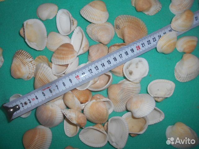 Ракушки скафарка Крым