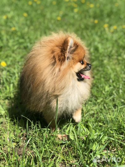 Шпиц кобель вязка