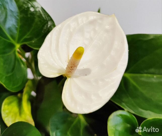 Антуриум alpine альпайн d14