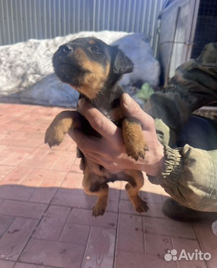 Щенок ягдтерьера