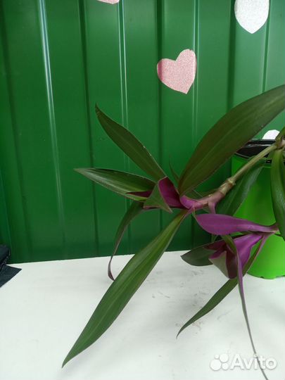 Традесканция рэо