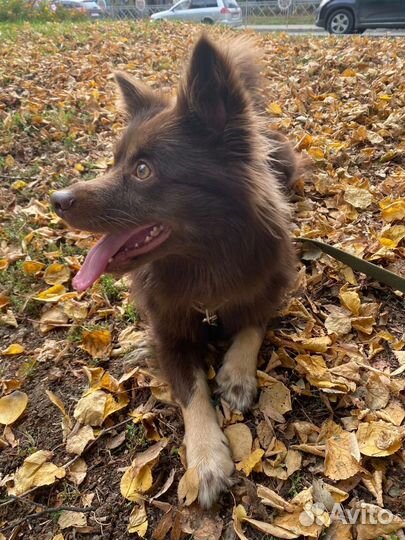 Отдам в хорошие руки