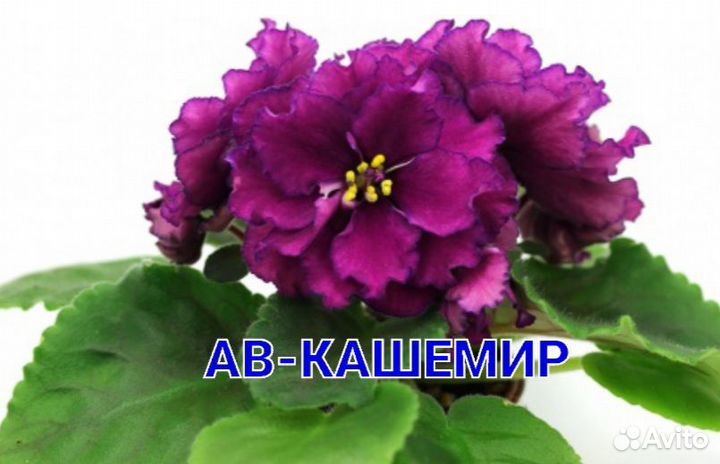 Фиалка новинки