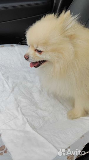 Доставка животных