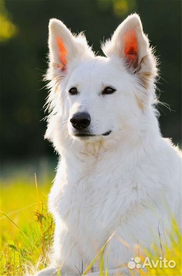 Шпиц мальчик