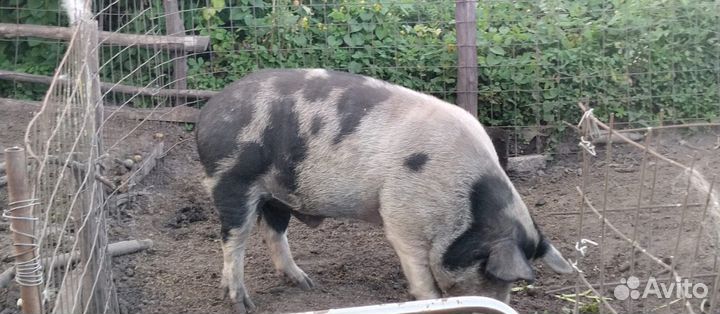 Хряк ландрас