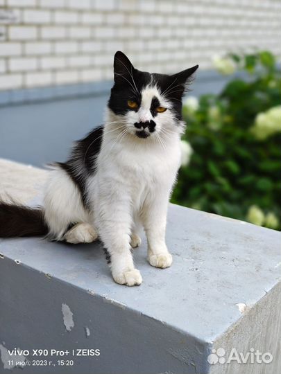 Классный кот Марик ищет дом