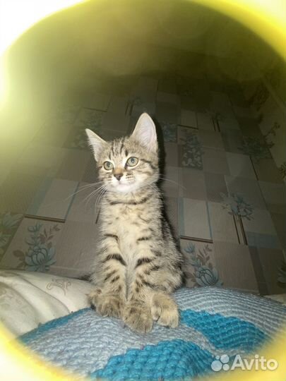 Котенок в добрые руки