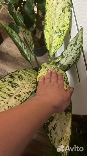 Диффембахия везувий