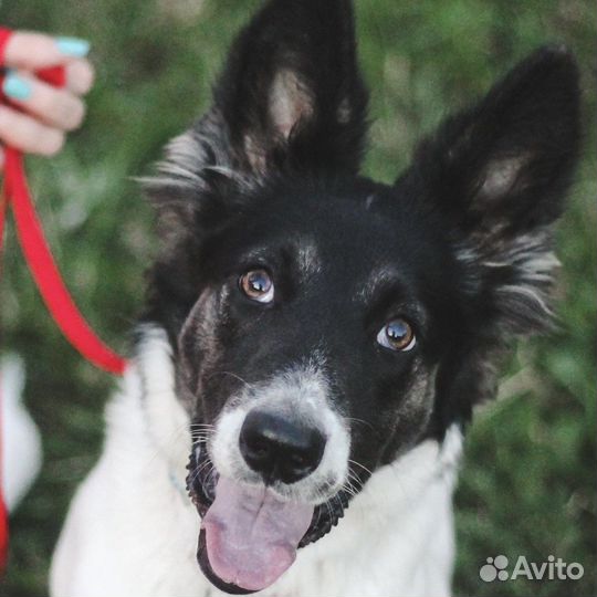 Подросток метис колли Луна в дар